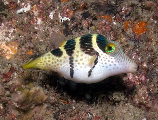 Saddel-Kuffertfisk (Canthigaster valentini)
